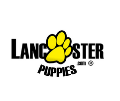 Lancaster Puppies